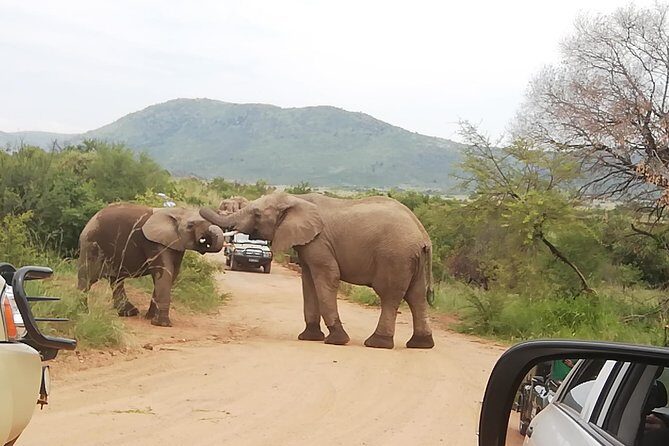 Pilanesberg Nature Reserve & Safari Park Lion Private - Rhino and Lion Nature Reserve: close lion viewing and a second chance