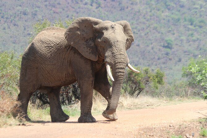 Pilanesberg Nature Reserve - The Open Game Viewer Drive: How Your Day Really Works