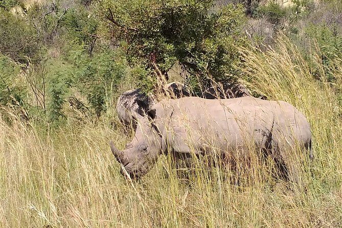 Pilanesberg Safari Fullday - Pilanesberg’s 1.2-billion-year geology is part of the show