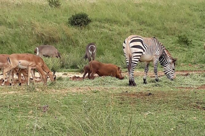 Pilanesberg Safari Fullday - Bird watching with 360 species in mind
