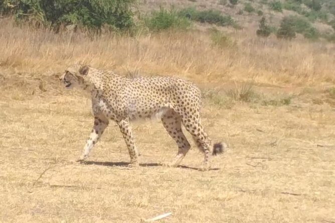 Pilanesberg Safari Fullday - Lunch time with wildlife close by