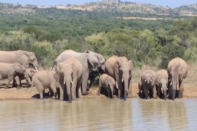 Pilanesberg Safari Fullday - Value check: is $144.25 a good deal?