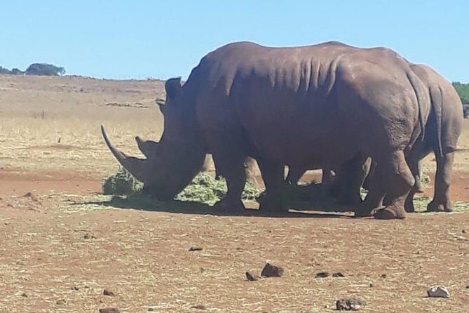 Pilanesberg Safari Fullday - Price and logistics: the long-day trade-off