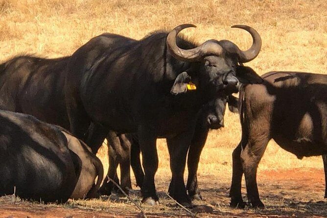 Pilanesberg Safari Fullday - Who this safari suits best (and who should think twice)