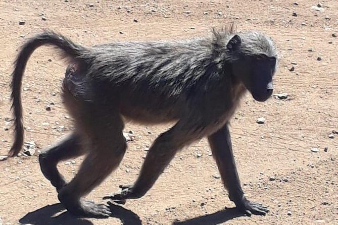 Pilanesberg Safari Fullday - Big Five chances, plus a full cast of other wildlife