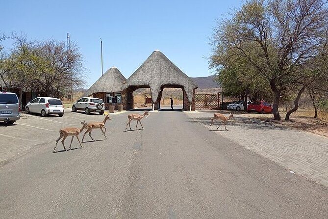 Pilanesberg Safari Open vehicle game Full Day - Pilanesberg Safari From Pretoria: One Day, Real Wildlife
