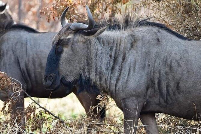 Pilanesberg Safari Open vehicle game Full Day - Two Private Game Drives at Early Morning and Evening