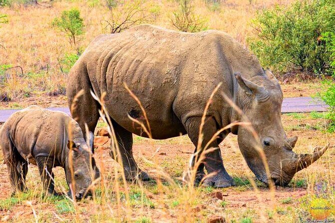 Pilanesberg Safari Open vehicle game Full Day - What You Can Expect Inside Pilanesberg (Big Five Odds and Real-World Variety)