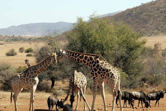 Pilanesberg Safari Open vehicle game Full Day - Transfer Details That Affect Your Comfort (and Your Day)