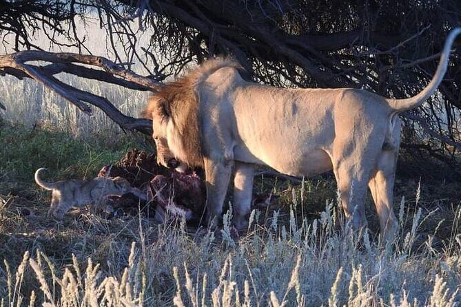 Pilanesberg Safari Open vehicle game Full Day - The Guides: Friendly, Focused, and Willing to Talk