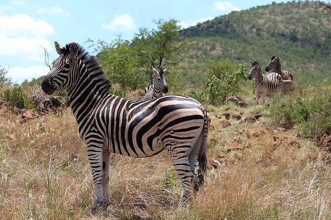 Pilanesberg Safari Open vehicle game Full Day - Price and Value: Is $193.10 a Good Deal?