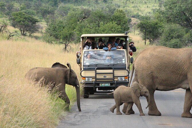 Pilanesberg Safari Open vehicle game Full Day - The Open-Vehicle Setup: Why Your Sightlines Matter