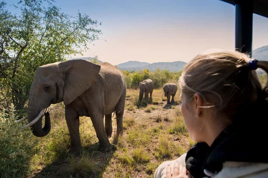 Pilanesberg: Two-Day Camping Adventure from Johannesburg - Open-vehicle safaris: the best views, plus one trade-off