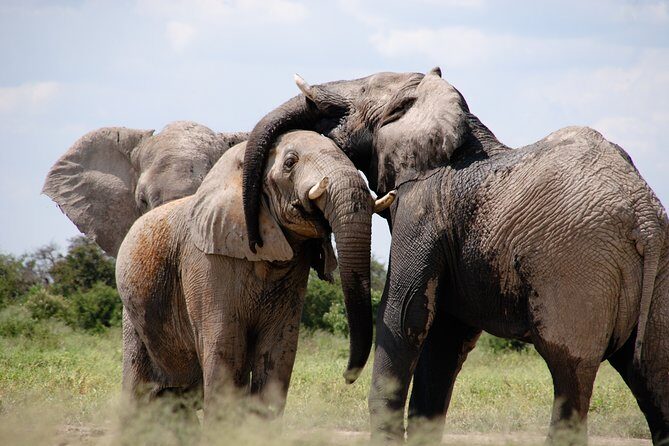 Pilanesberg Wildlife Safari - Key things to know before you go