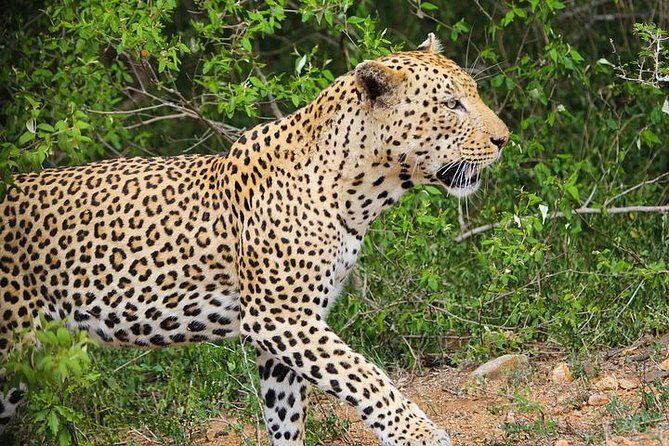 Pilanesberg Wildlife Safari - Pilanesberg National Park: why this crater safari works for one day