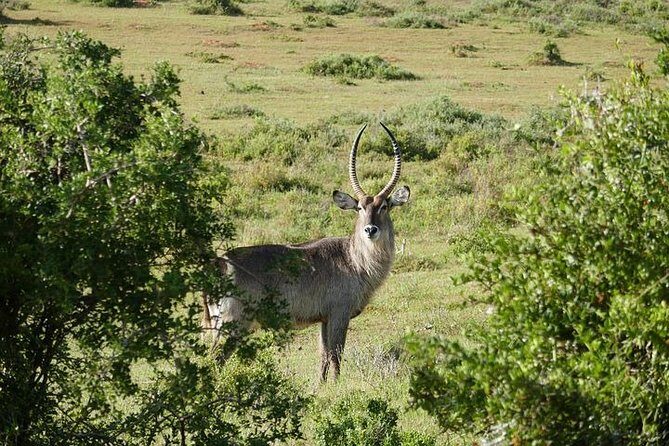 Pilanesberg Wildlife Safari - Big Five targets and what you can realistically watch for