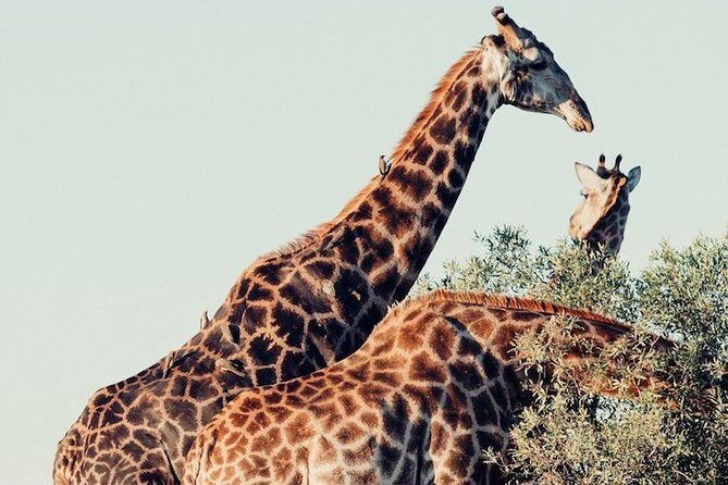 Pilanesberg Wildlife Safari - Your guide experience: getting useful answers, not just facts