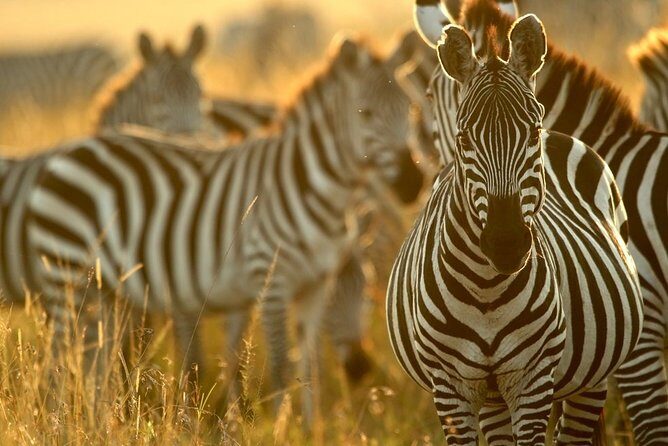 Pilanesberg Wildlife Safari - Packing and sun strategy for a long outdoor safari day