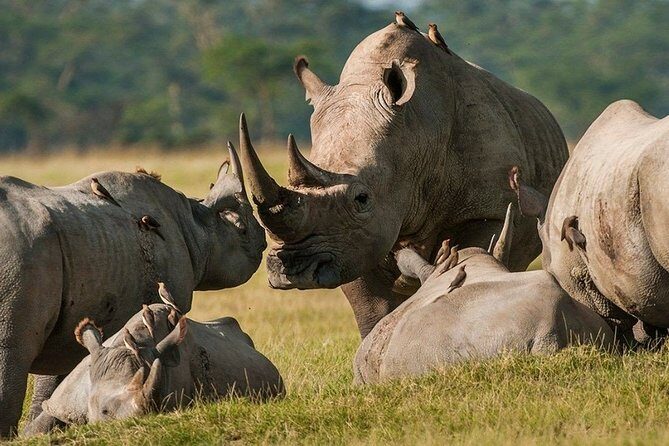 Pilanesberg Wildlife Safari - Price and value from Johannesburg: what $122.47 really buys you