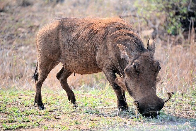 Pilanesberg Wildlife Safari - Who this safari fits best (and when to think twice)