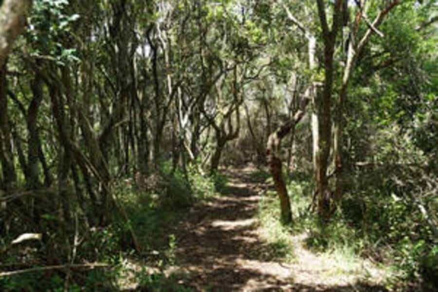 Plettenberg: 2-Hour Zipline Tour - Key things you should know before you book