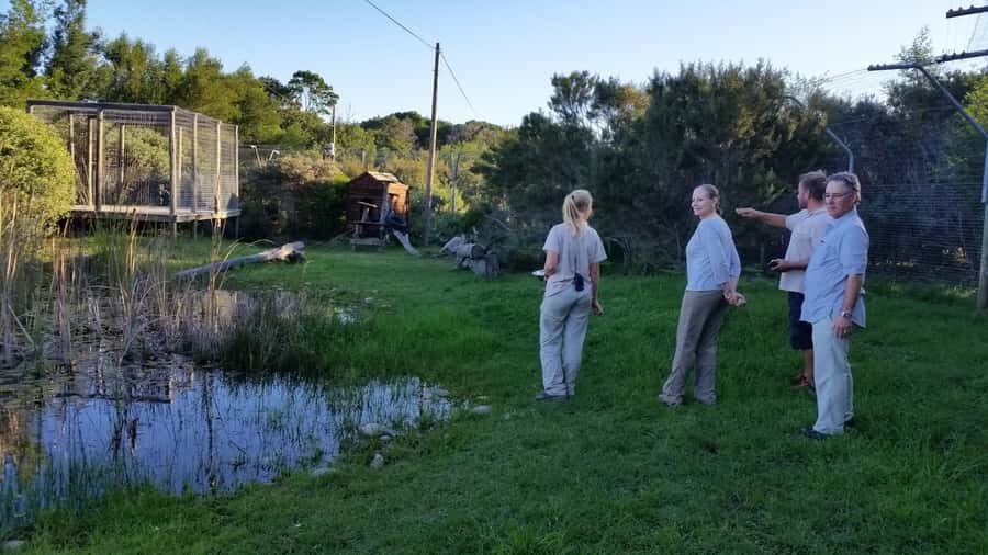 Plettenberg Bay: Cats in Conservation Full Day Tour - Tenikwa Wildlife Rehabilitation Center: what you’re really signing up for