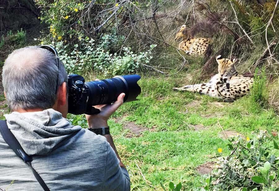 Plettenberg Bay: Cats in Conservation Full Day Tour - Guided cat viewing that feels more like learning than watching
