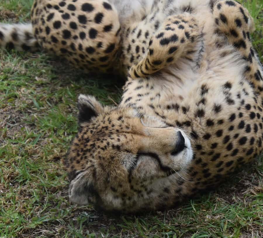 Plettenberg Bay: Cats in Conservation Full Day Tour - The rehabilitation facilities moment: seeing care in action