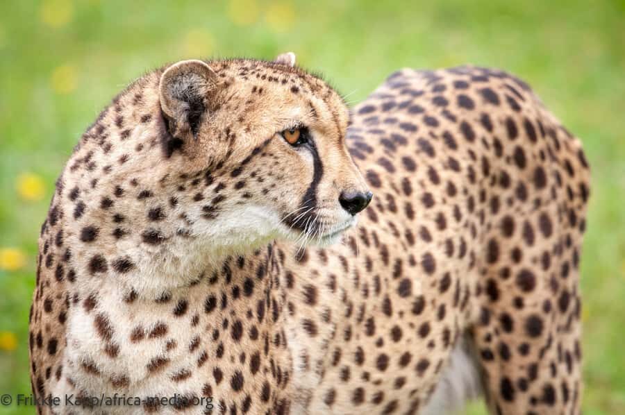 Plettenberg Bay: Cats in Conservation Full Day Tour - Enrichment for non-releasable cats: a quality-of-life focus