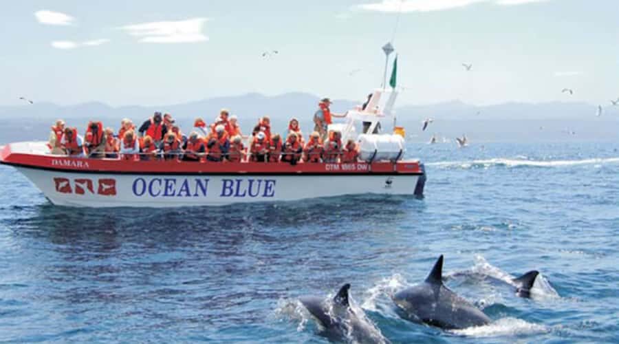 Plettenberg Bay: Dolphin and Marine Boat Tour - Key things worth knowing before you go