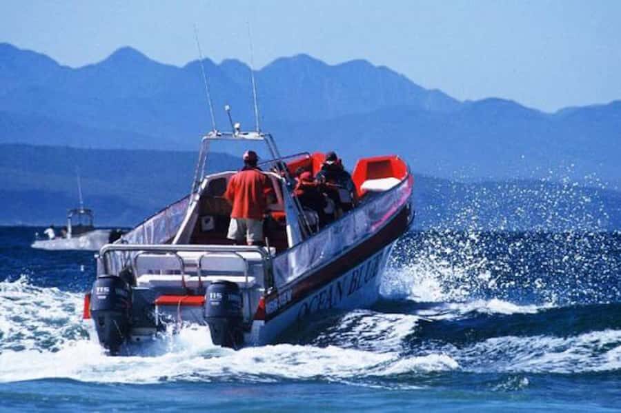 Plettenberg Bay: Dolphin and Marine Boat Tour - Ocean Blue Adventures to the water in 90 minutes