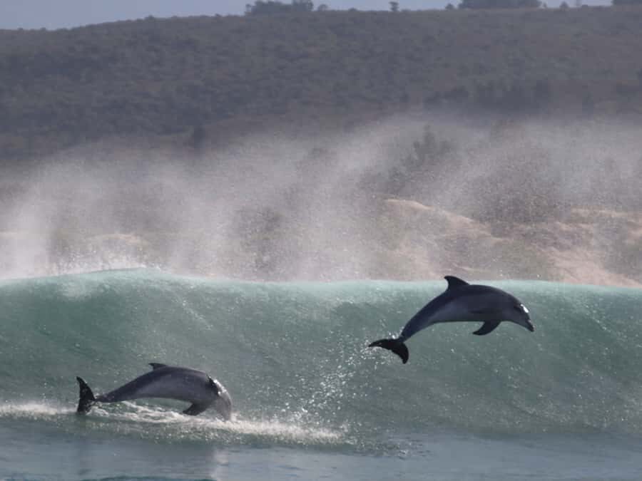 Plettenberg Bay: Dolphin and Marine Boat Tour - Pelagic birds, plus a chance for whales and dolphins farther out