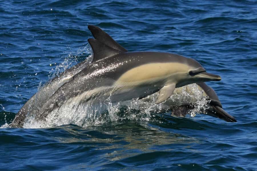 Plettenberg Bay: Dolphin and Marine Boat Tour - The Robberg geology cruise: views you don’t get from land