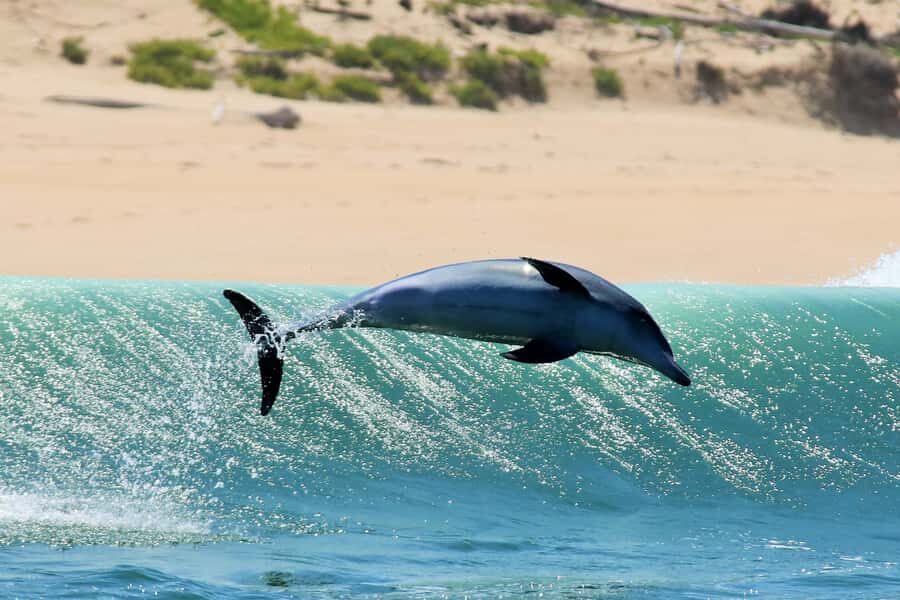 Plettenberg Bay: Dolphin and Marine Boat Tour - Cape Fur Seals and the shark season reality check