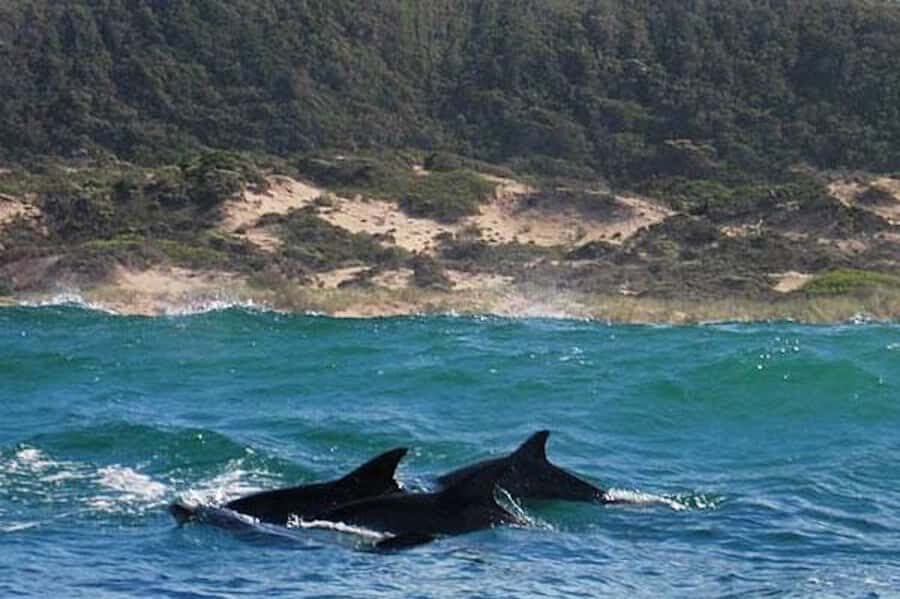 Plettenberg Bay: Dolphin and Marine Boat Tour - The surf launch and beach landing: fun, but also practical