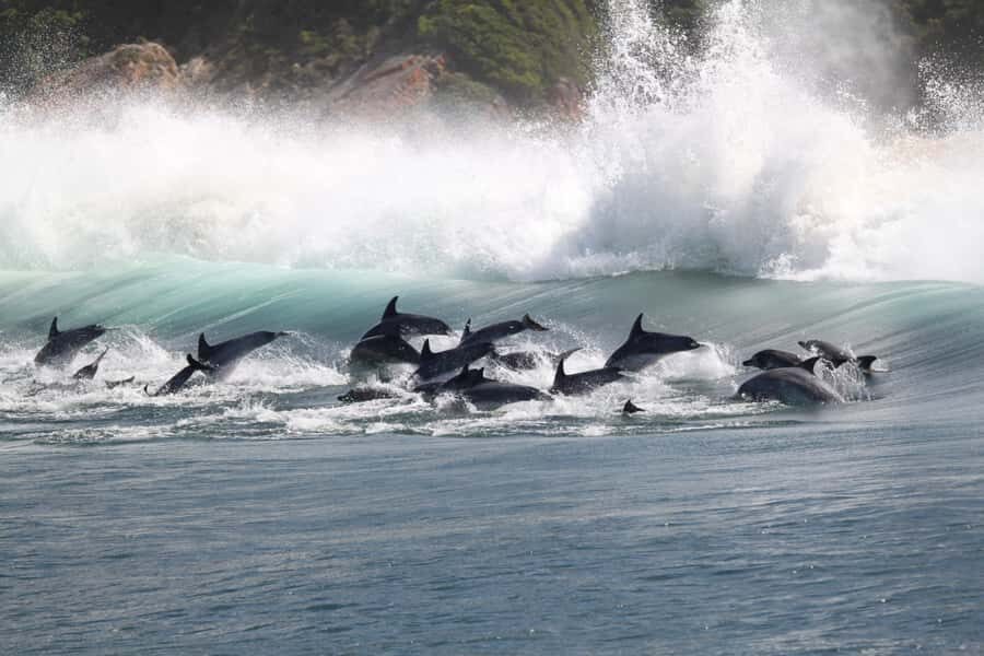 Plettenberg Bay: Dolphin and Marine Boat Tour - Value check: is a $46 marine tour a good deal?