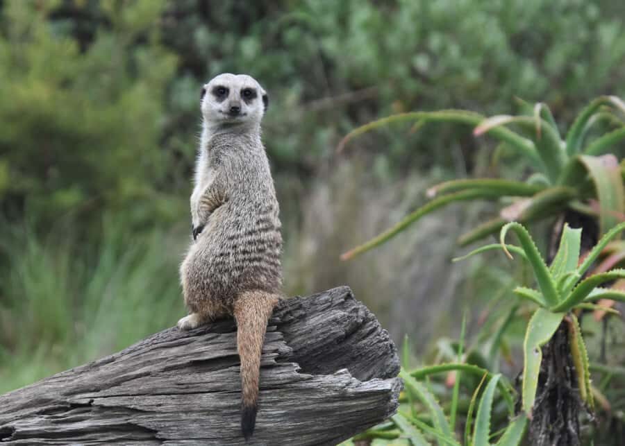 Plettenberg Bay: EcoKidz Family Wildlife Tour - Price and value: is $28 a fair deal?