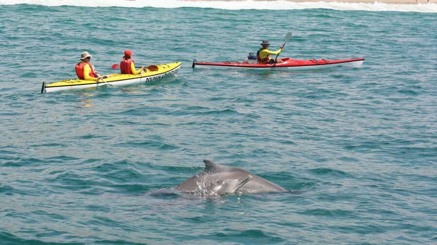 Plettenberg Bay: Guided Sea Kayak Tour - Quick Hits