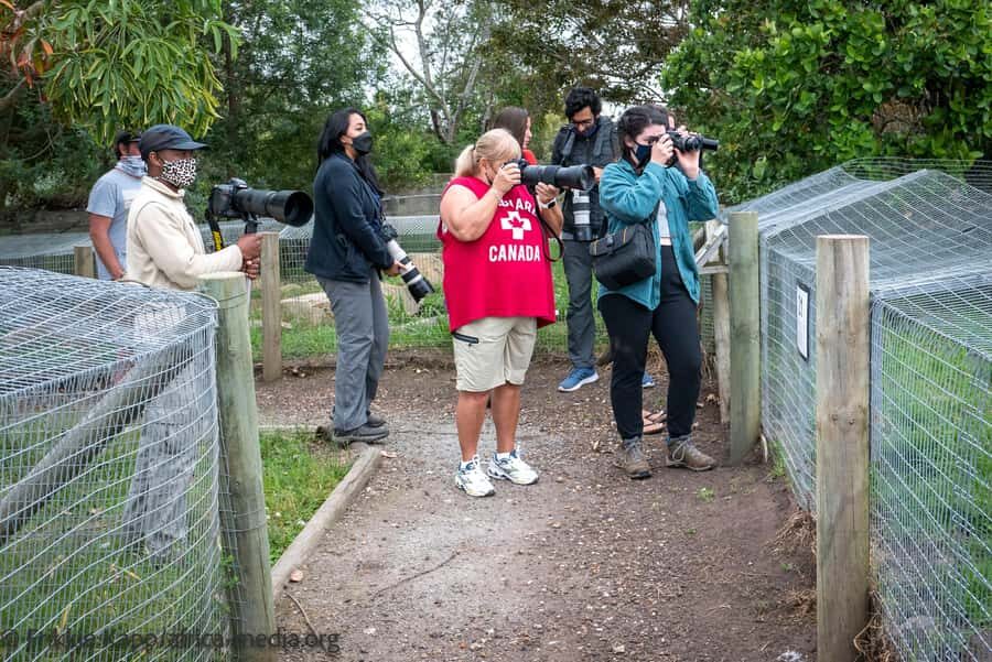 Plettenberg Bay: Private Guided Wildlife Photography Tour - Tenikwa’s working rehab reality: why it feels more meaningful than a typical zoo
