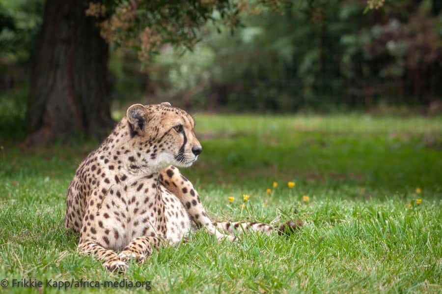 Plettenberg Bay: Private Guided Wildlife Photography Tour - Leopard walkway: searching for a well-camouflaged cat
