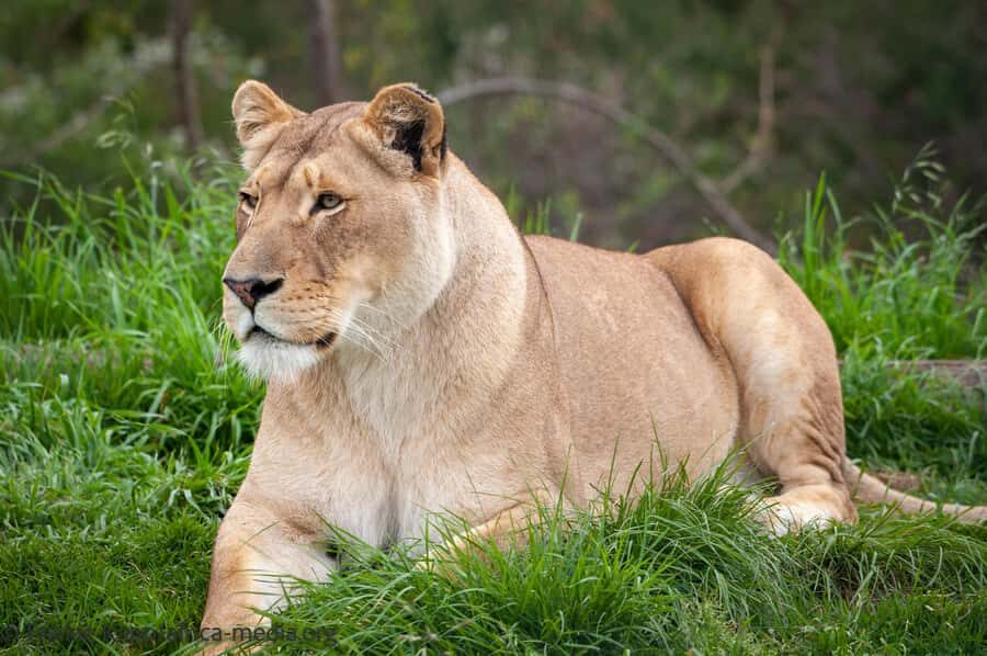 Plettenberg Bay: Private Guided Wildlife Photography Tour - Cheetahs: close viewing plus the story behind changing numbers