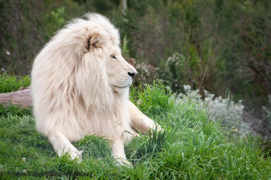 Plettenberg Bay: Private Guided Wildlife Photography Tour - White lion and the lion walkway: high vantage points for strong portraits