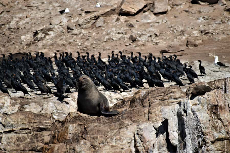 Plettenberg Bay: Seal Colony Viewing Excursion - Getting to Offshore Adventures: Paperwork, Lockers, and a Smooth Start