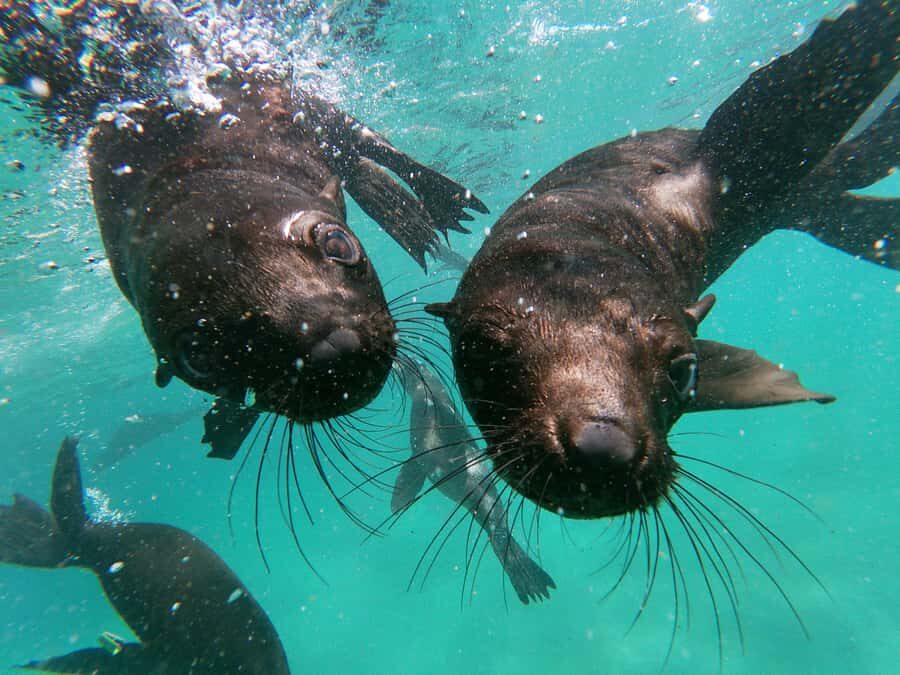 Plettenberg Bay: Seal Colony Viewing Excursion - The Coast Ride: Sandy Beaches, Rocky Platforms, and Surf-Time Views