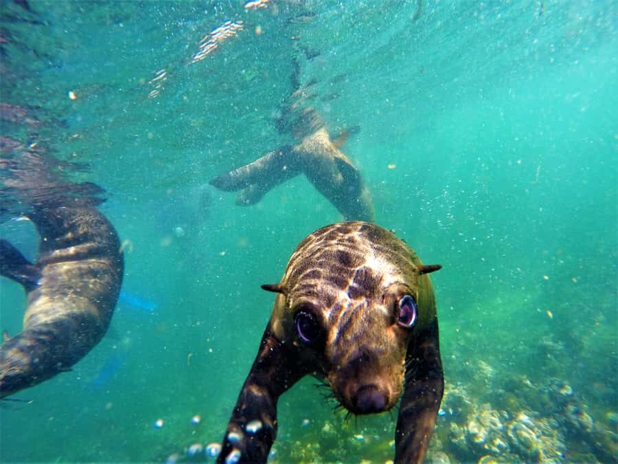 Plettenberg Bay: Seal Colony Viewing Excursion - What to Bring (and What to Skip) for a 90-Minute Outing