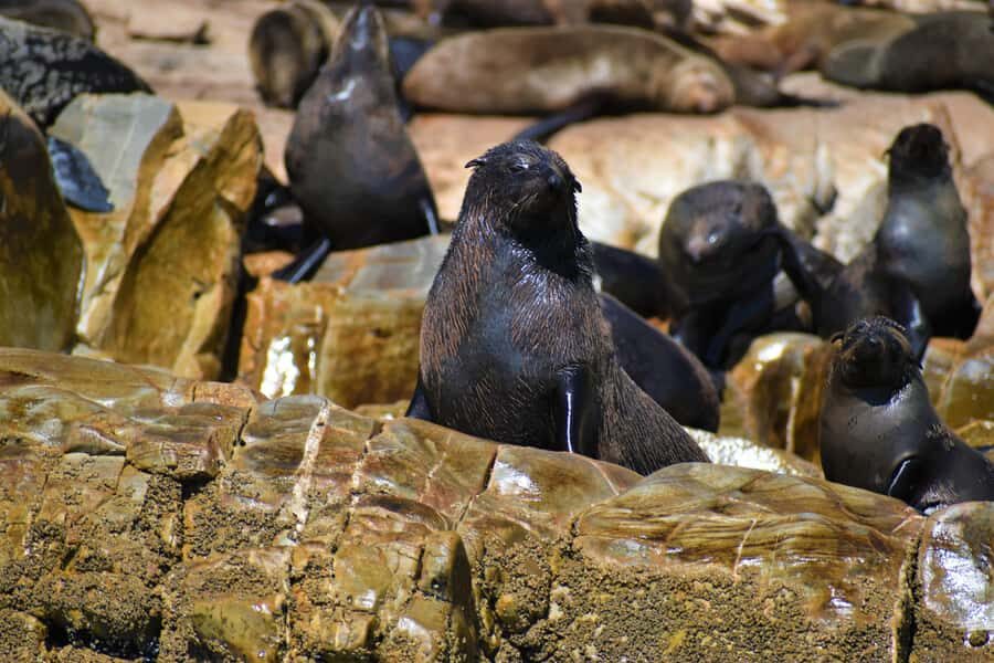 Plettenberg Bay: Seal Colony Viewing Excursion - Who This Excursion Suits Best in Your Western Cape Plan