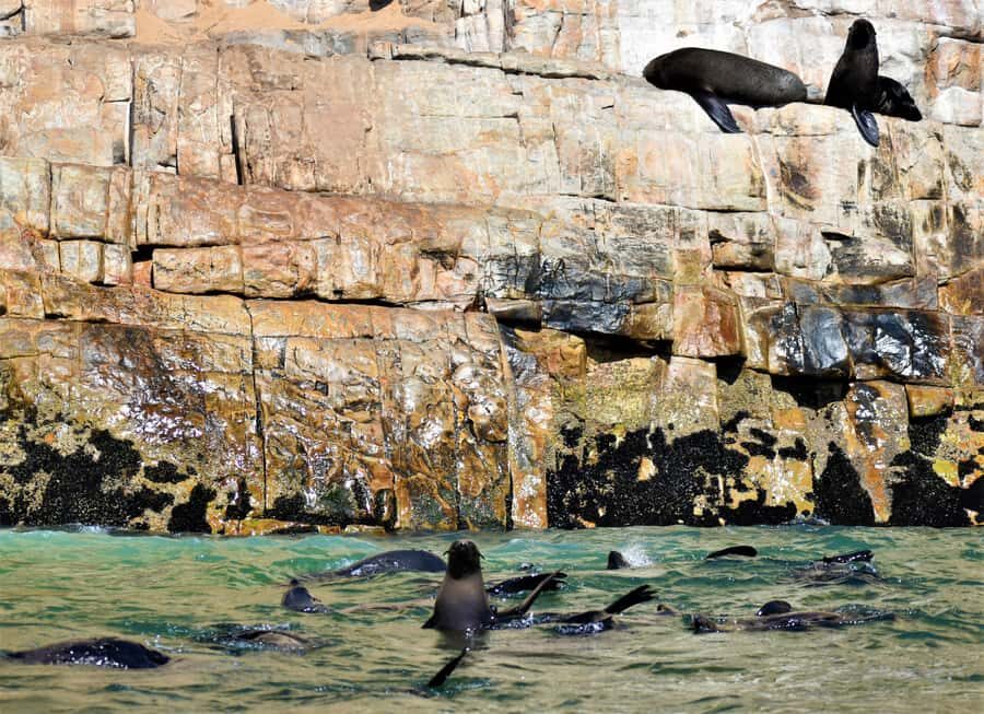 Plettenberg Bay: Seal Colony Viewing Excursion - Quick Practical Tips Before You Go