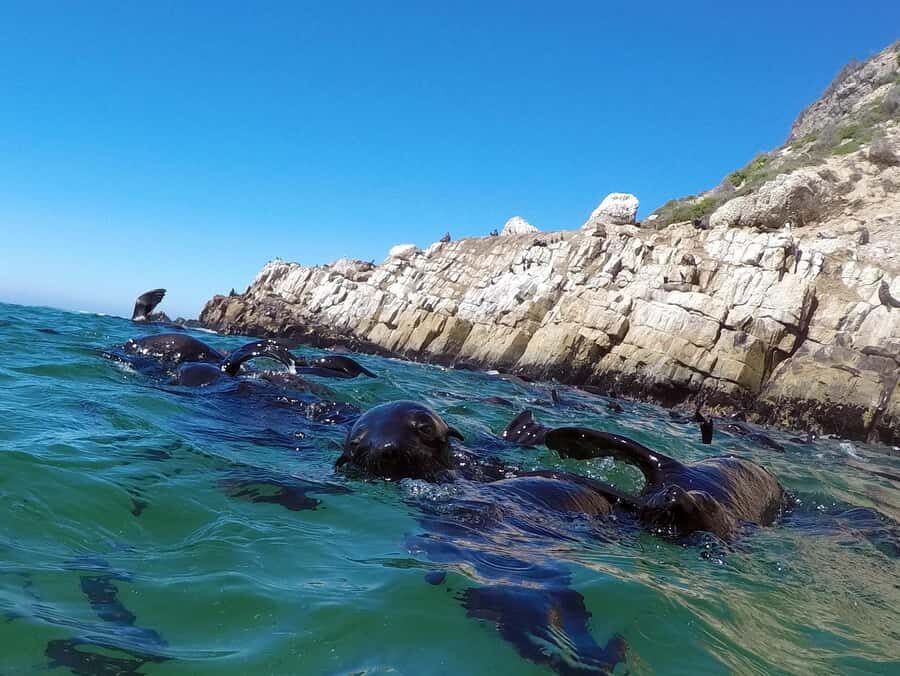 Plettenberg Bay: Seal Colony Viewing Excursion - Boarding the Robberg Express at Central Beach (and What the Safety Brief Means)