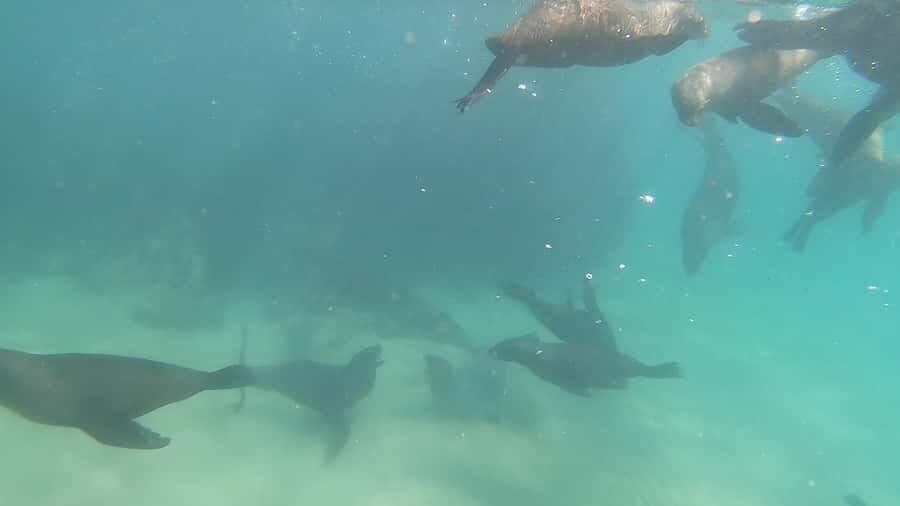 Plettenberg Bay: Seal Swimming Experience - Key Reasons This Seal Swim Makes Sense in Plettenberg Bay