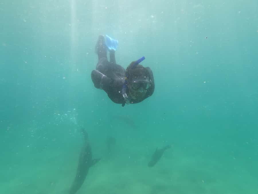 Plettenberg Bay: Seal Swimming Experience - Who Should Book This Seal Swimming Experience?